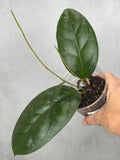 Hoya sp. RHM24226-kp03