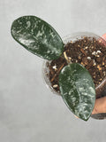 Hoya 'Heidi'