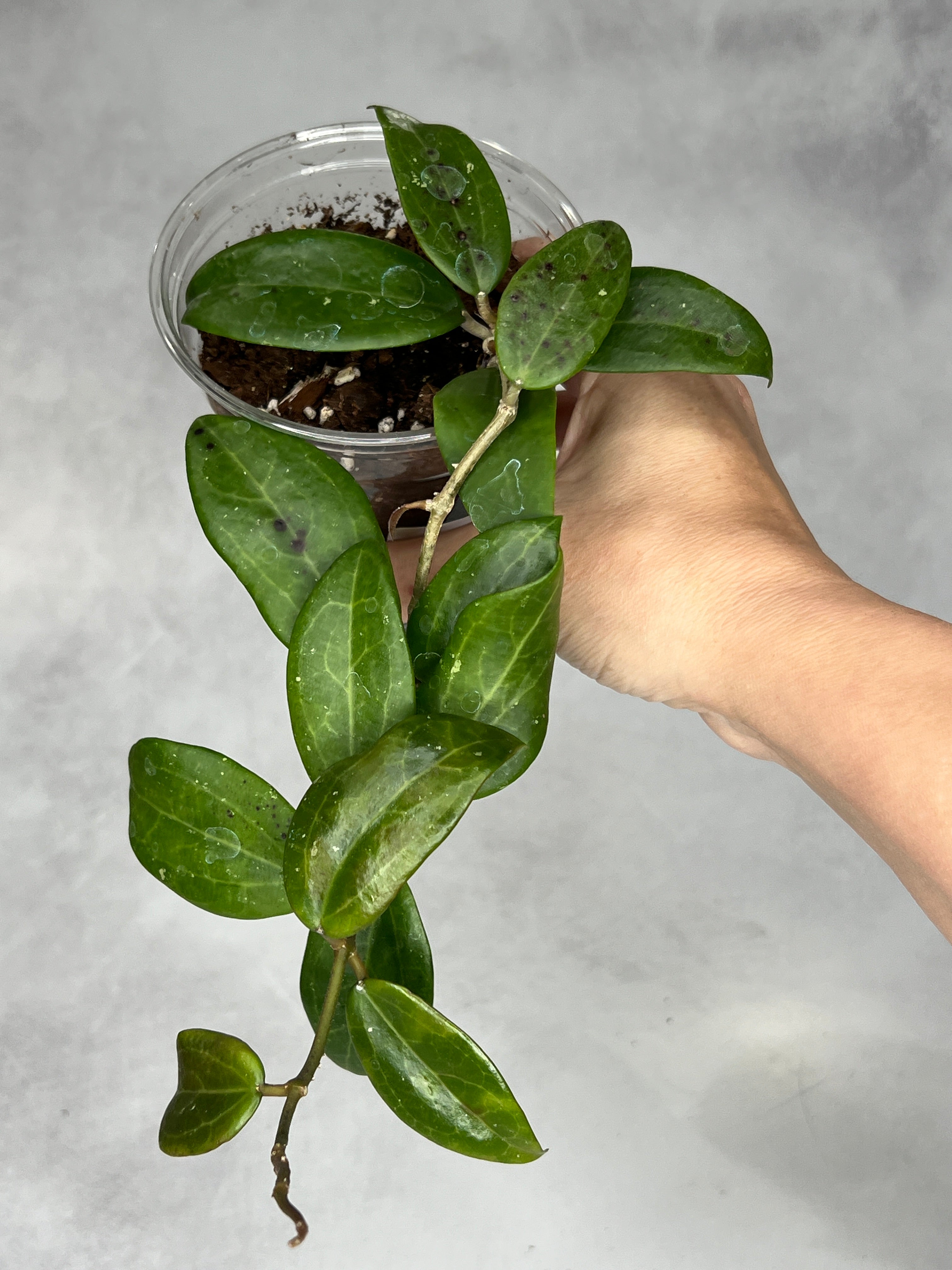Hoya sp. RHM24182- kp01 ‘Caleb’