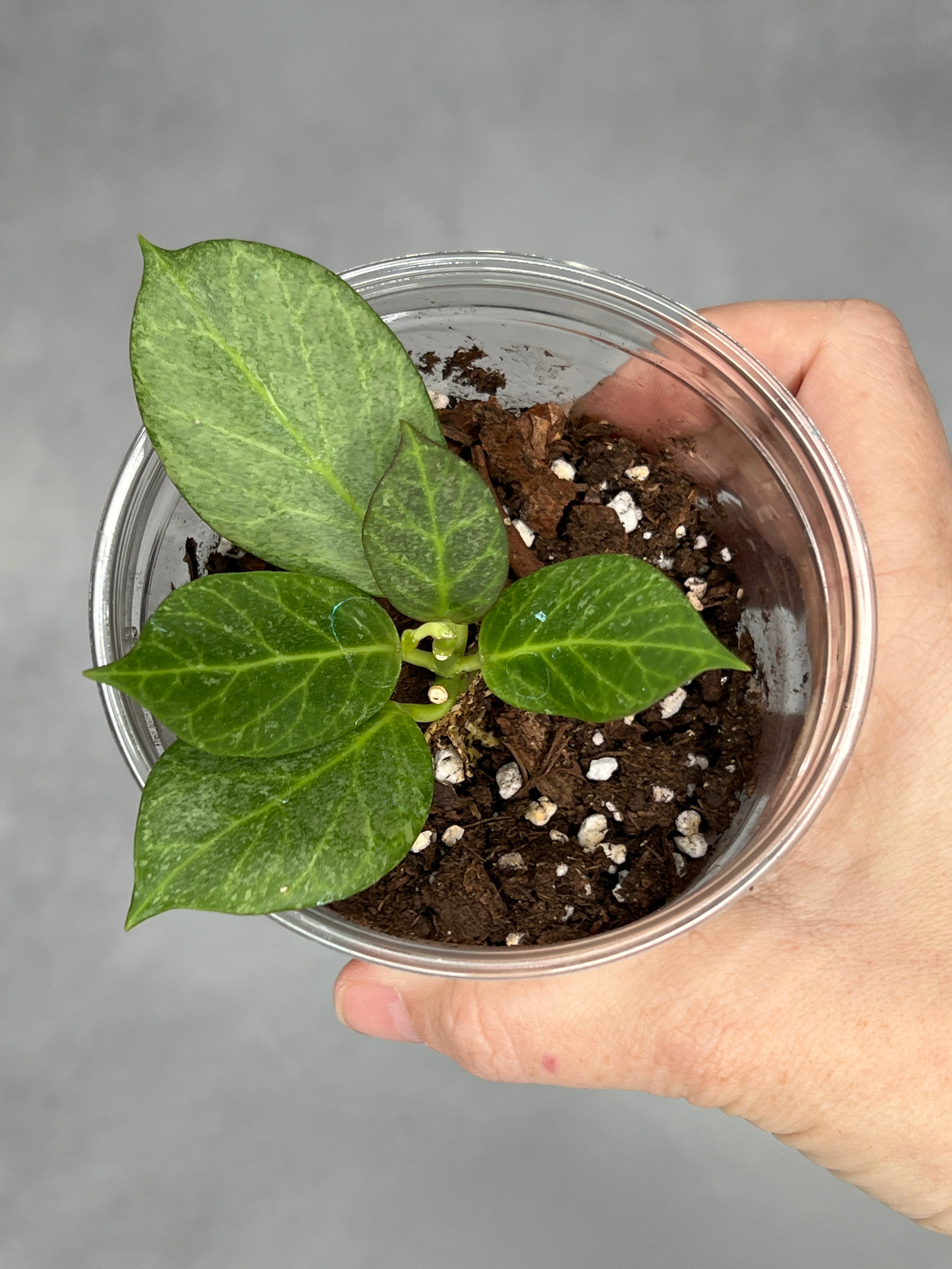Hoya Obscura (Silver)