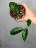 Hoya naumannii