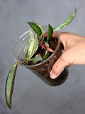 Hoya 'Lori Lynn' 1