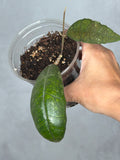 Hoya sp. AH030 2