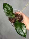 Hoya 'Tequila Sunrise' MB1280