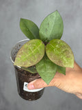 Hoya elliptica x australis