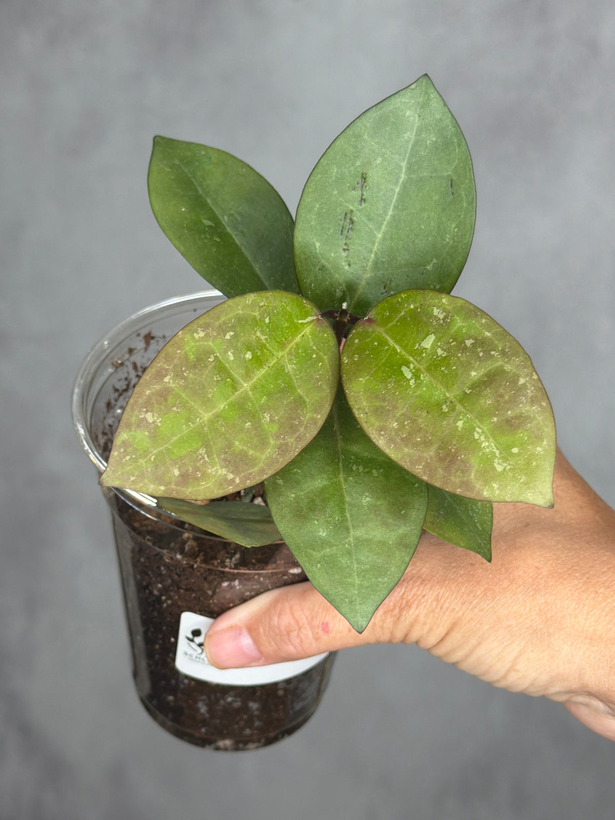 Hoya elliptica x australis