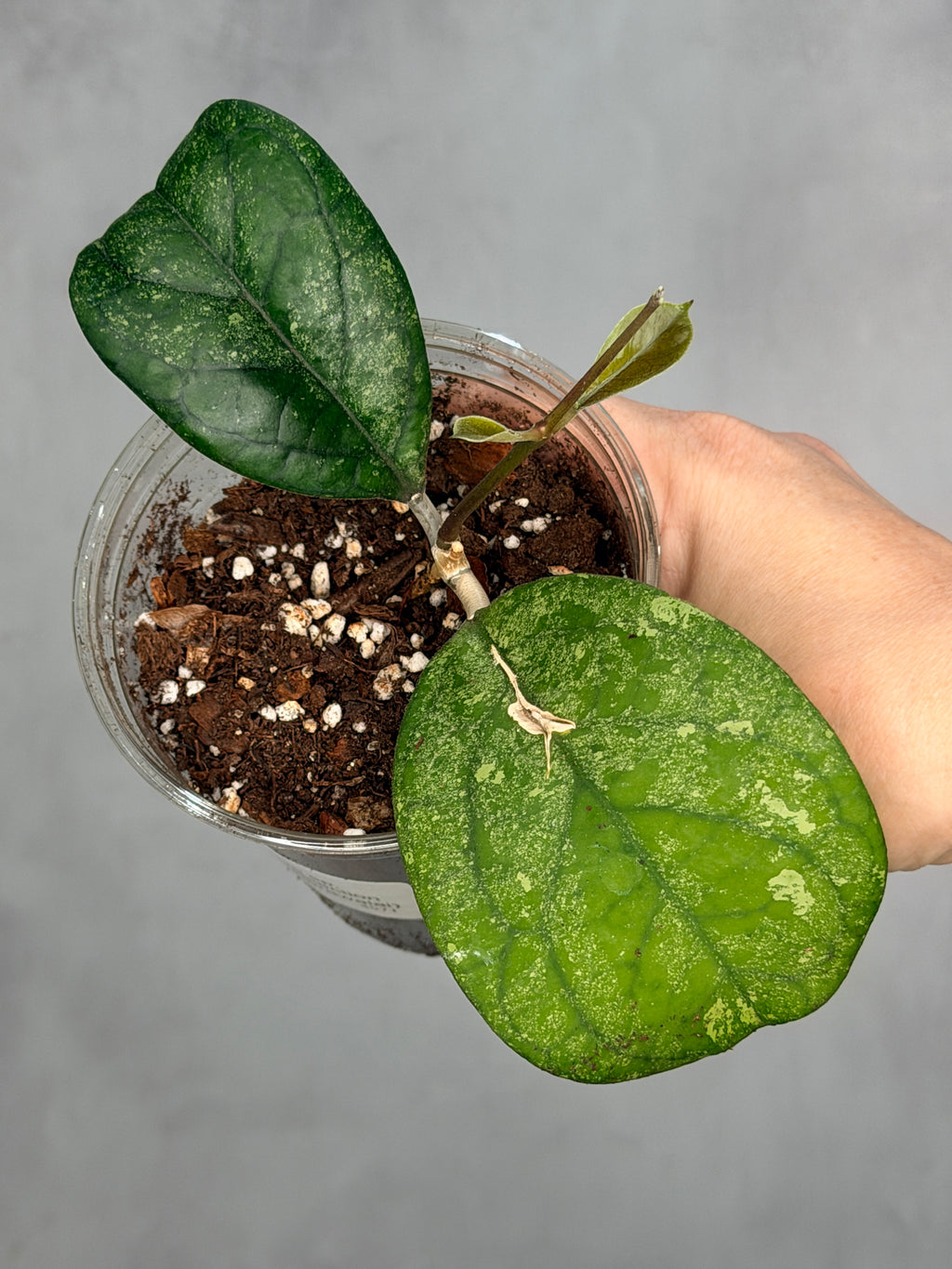 Hoya sp. (seed selection by patcharawalai)