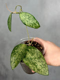 Hoya ‘Rime’ (splash)