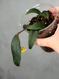 Hoya amicabilis