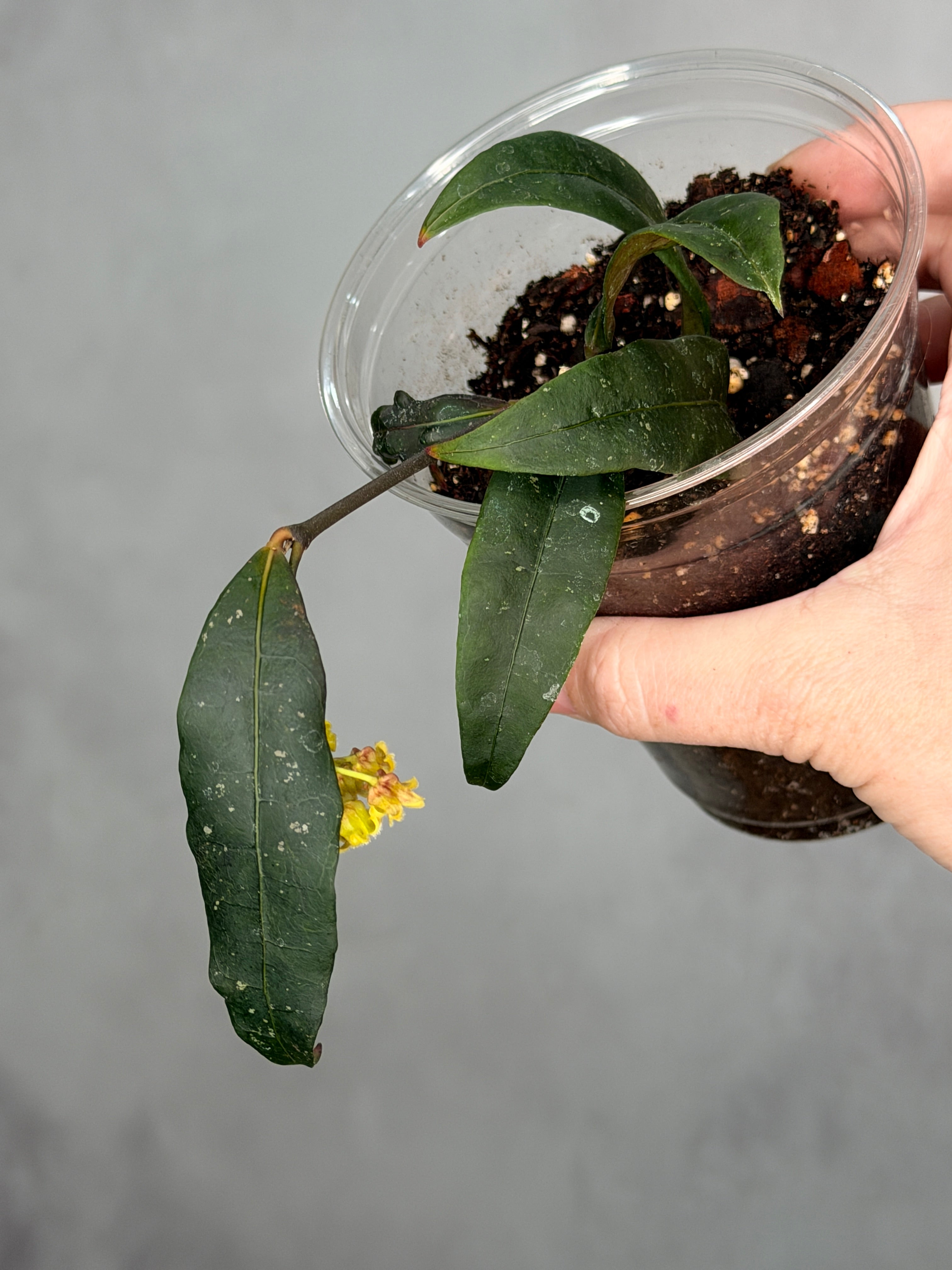 Hoya amicabilis