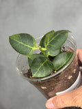 Hoya obscura (outer variegated)