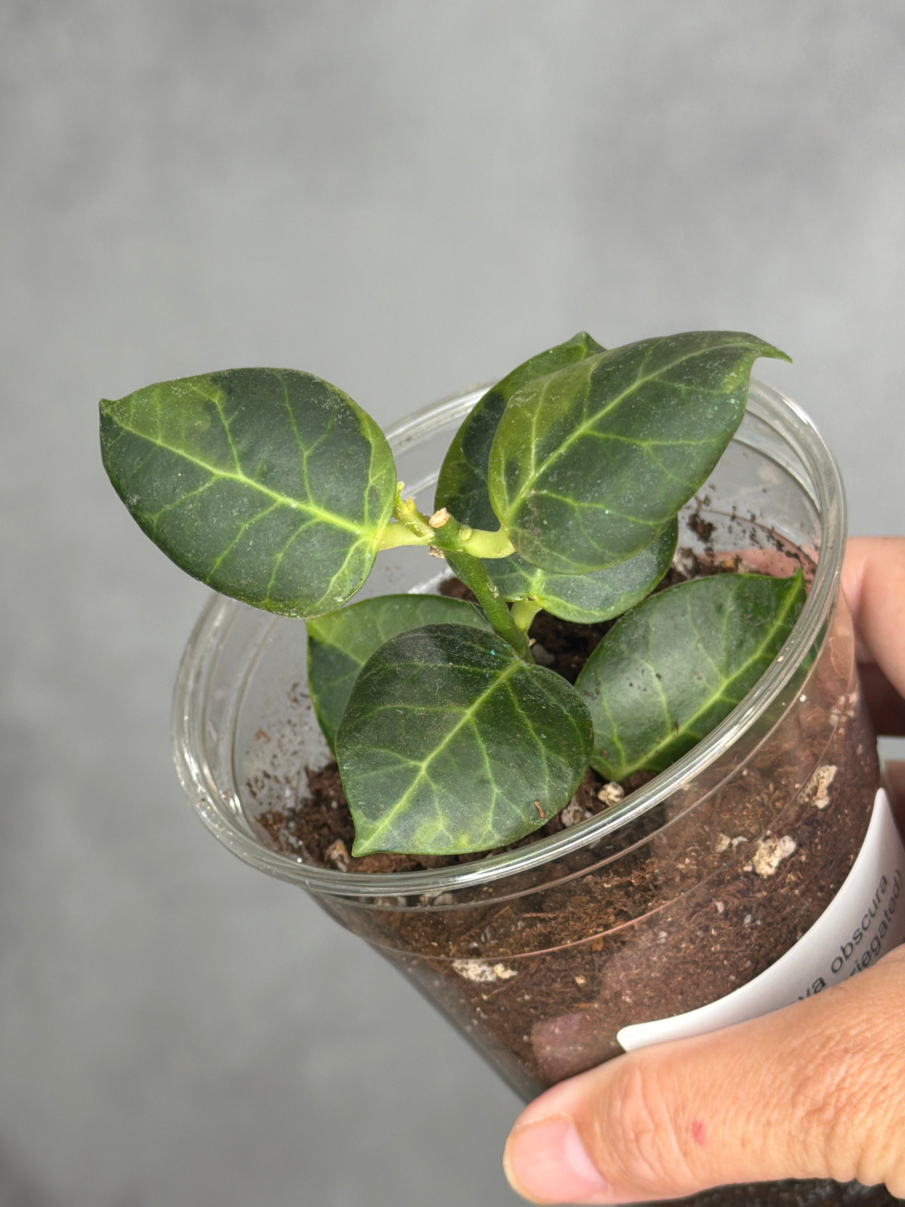 Hoya obscura (outer variegated)