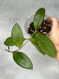 Hoya bhutanica