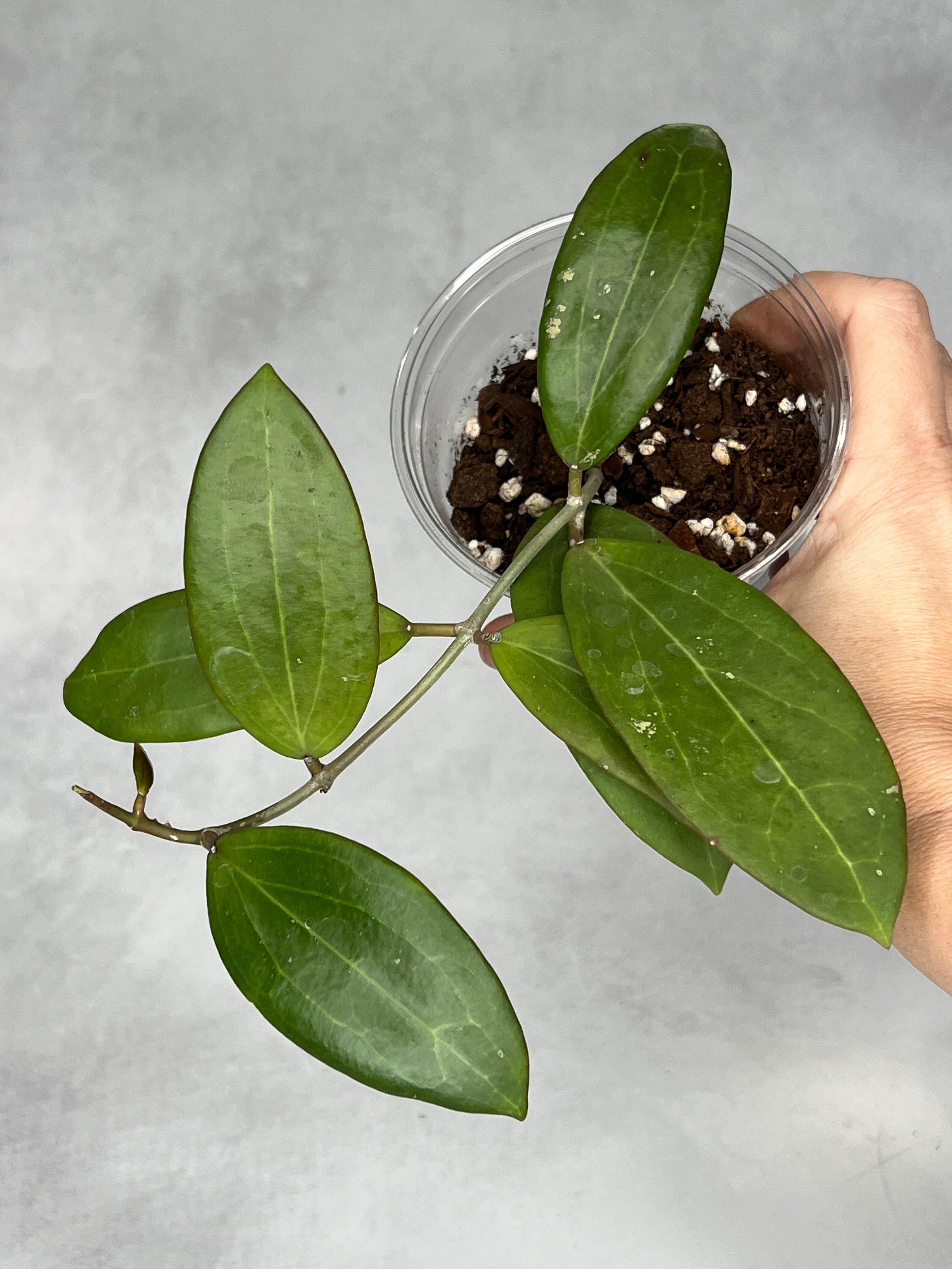 Hoya bhutanica