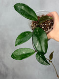 Hoya ‘Wildflower’