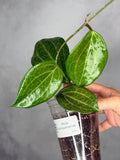 Hoya quinquenervia