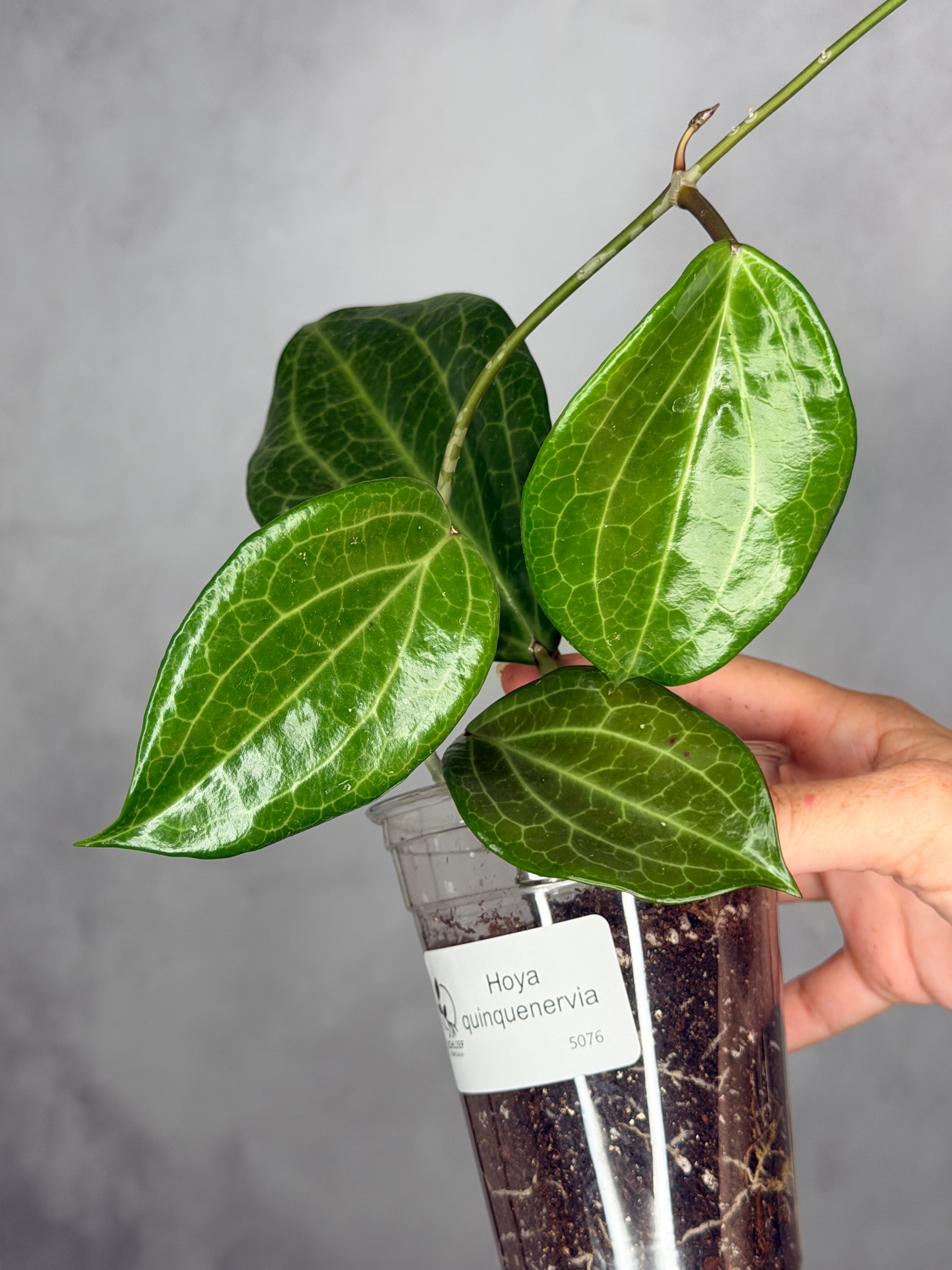 Hoya quinquenervia