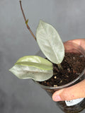 Hoya carnosa 'Wilbur Graves' (silver)
