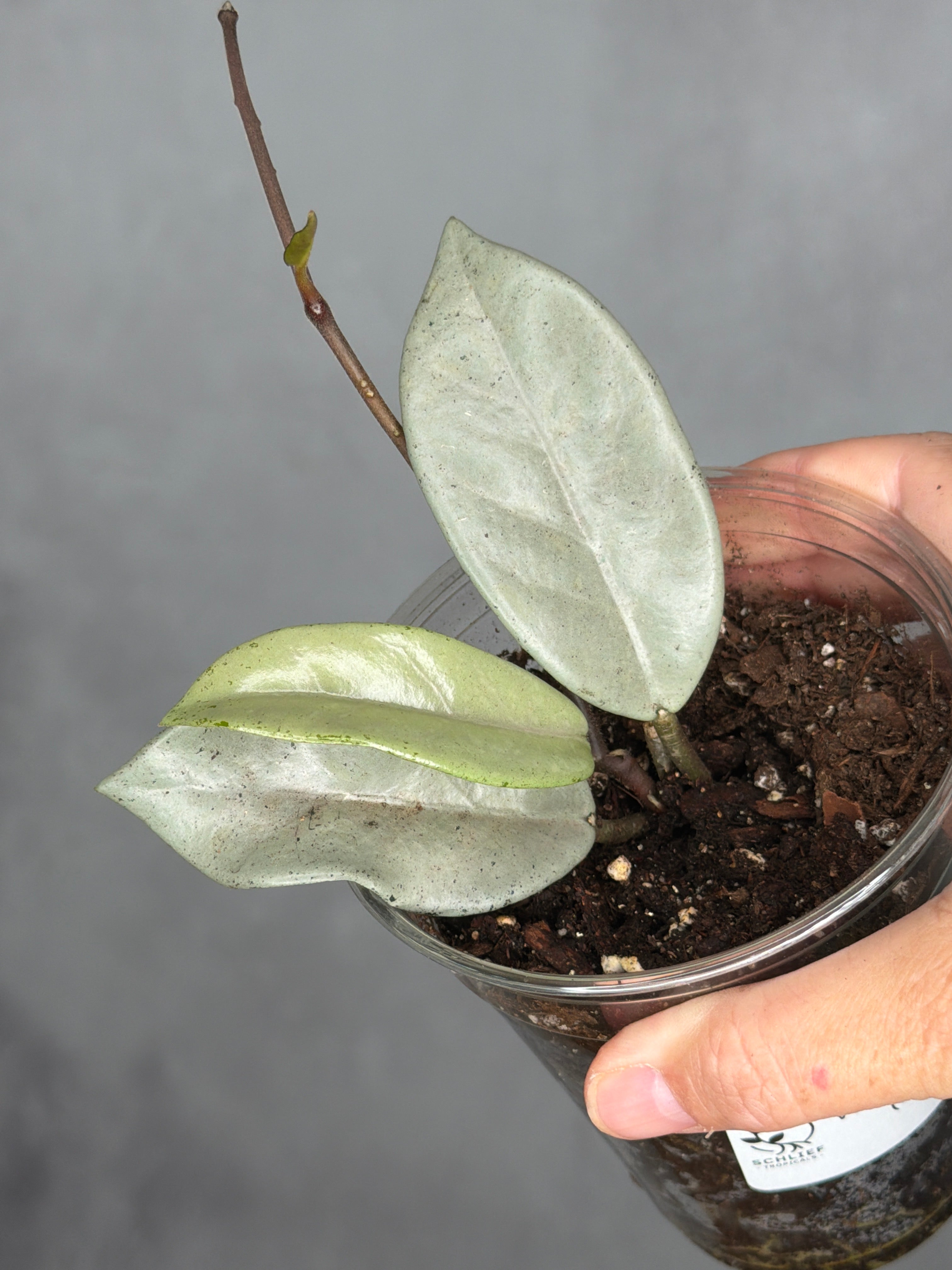 Hoya carnosa 'Wilbur Graves' (silver)