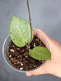 Hoya verticillata (heart-shaped, silver)