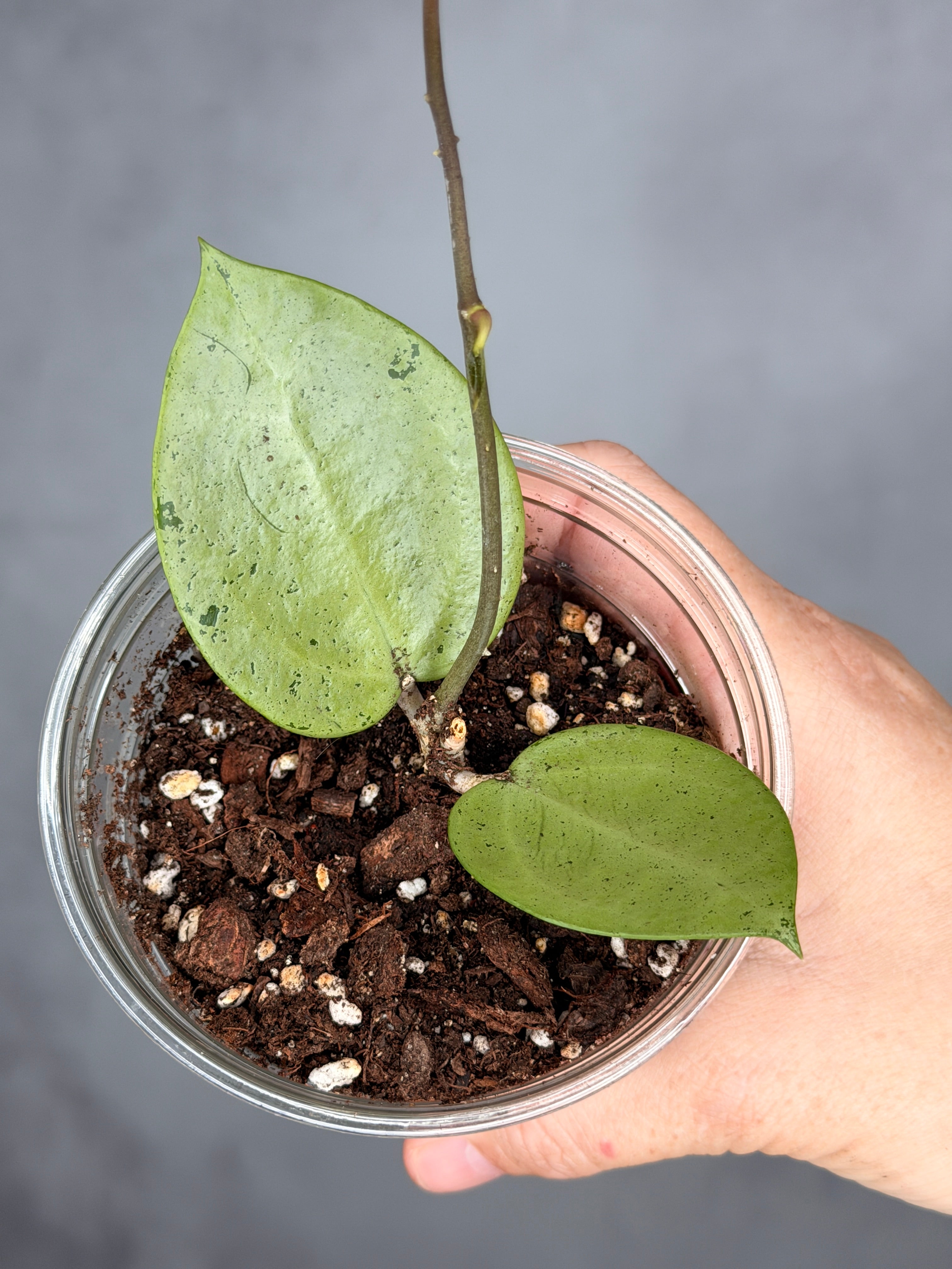 Hoya verticillata (heart-shaped, silver)