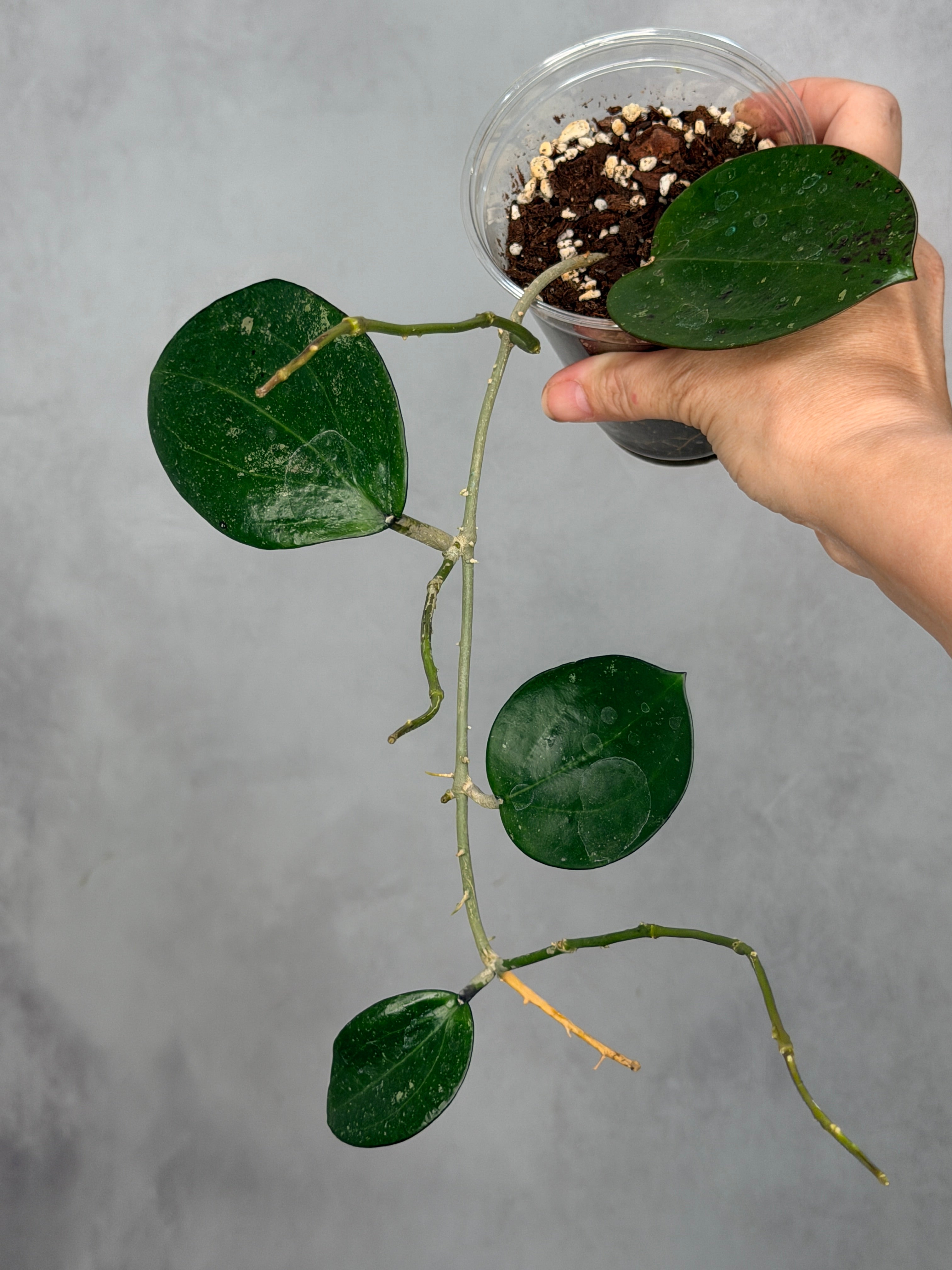 Hoya sp. Da Lat