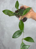 Hoya nicholsoniae