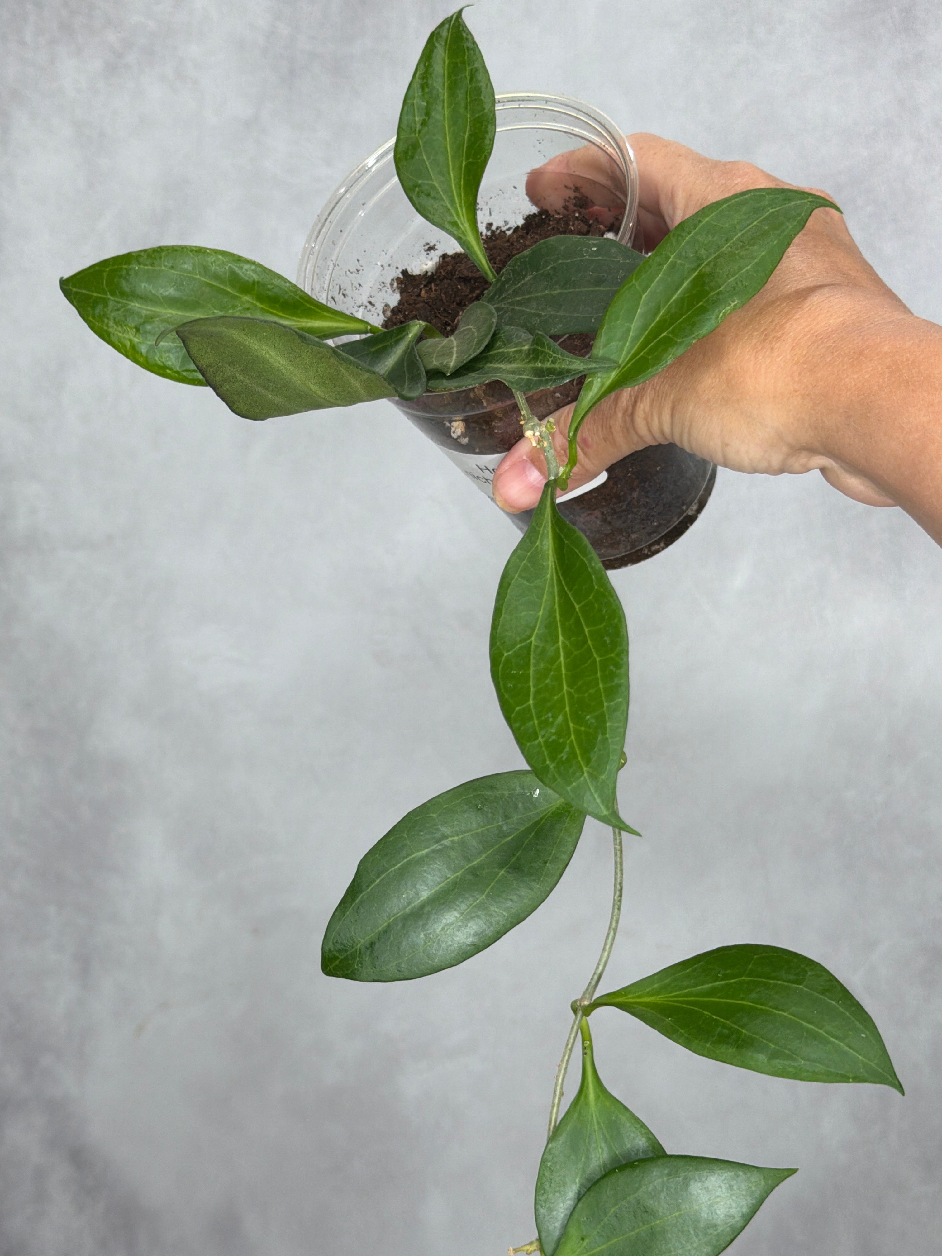Hoya nicholsoniae