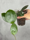 Hoya sp. RHM24197-kp01 'Nicole'