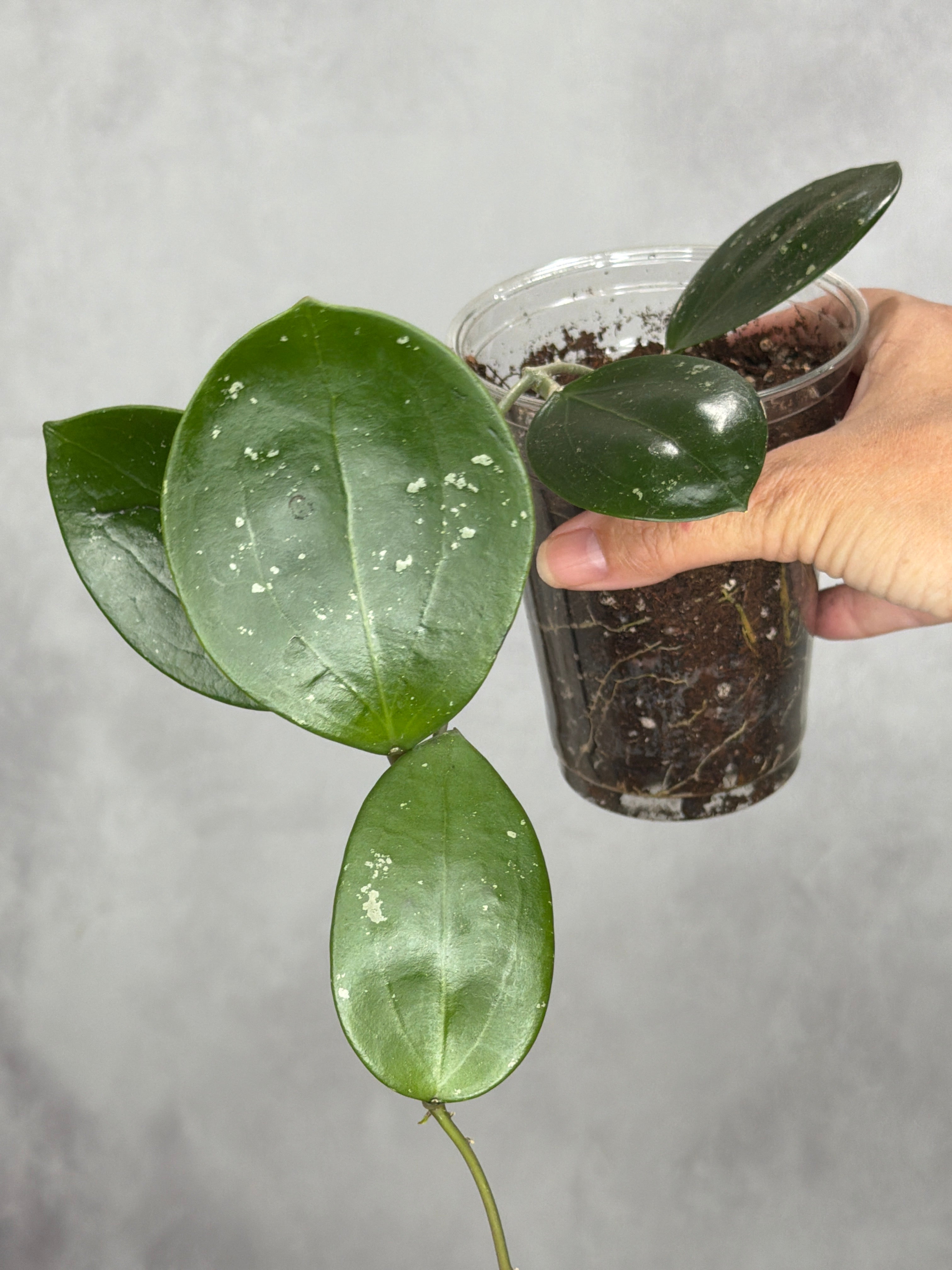 Hoya sp. RHM24197-kp01 'Nicole'