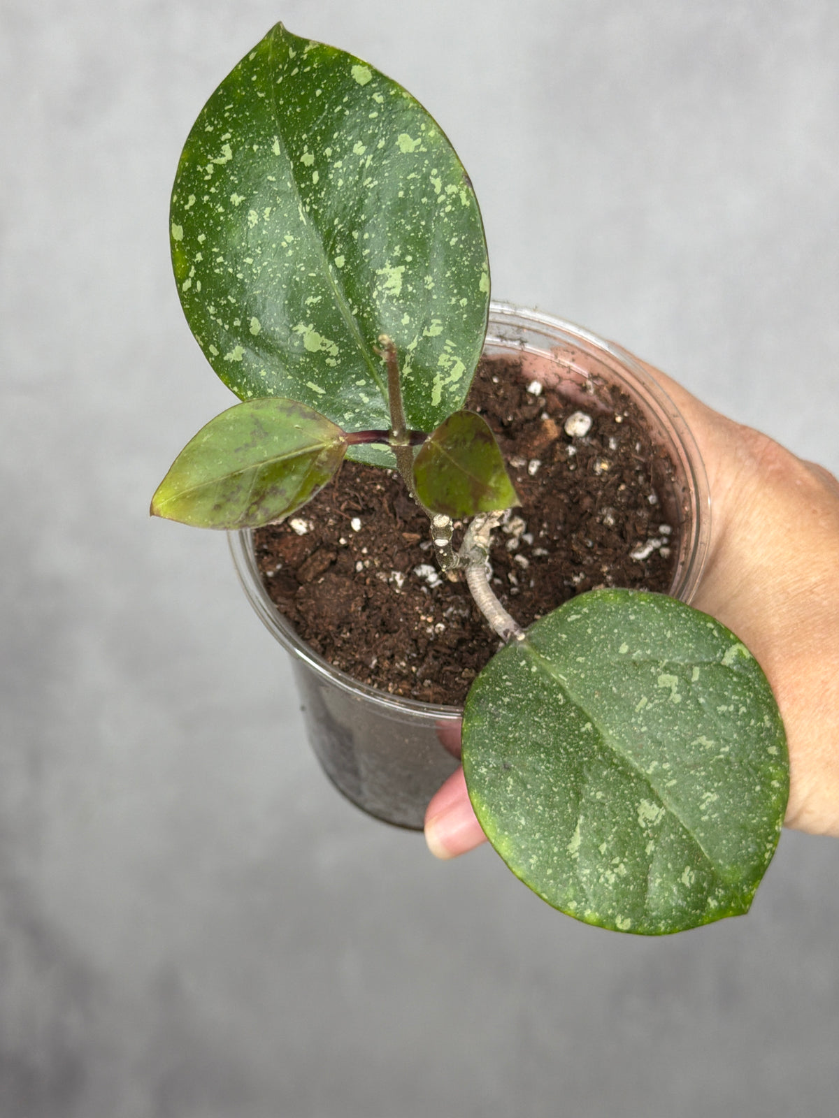 Hoya sp. AH053
