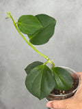 Hoya subquintuplinervis (Copy)