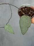 Hoya caudata 'Argene'