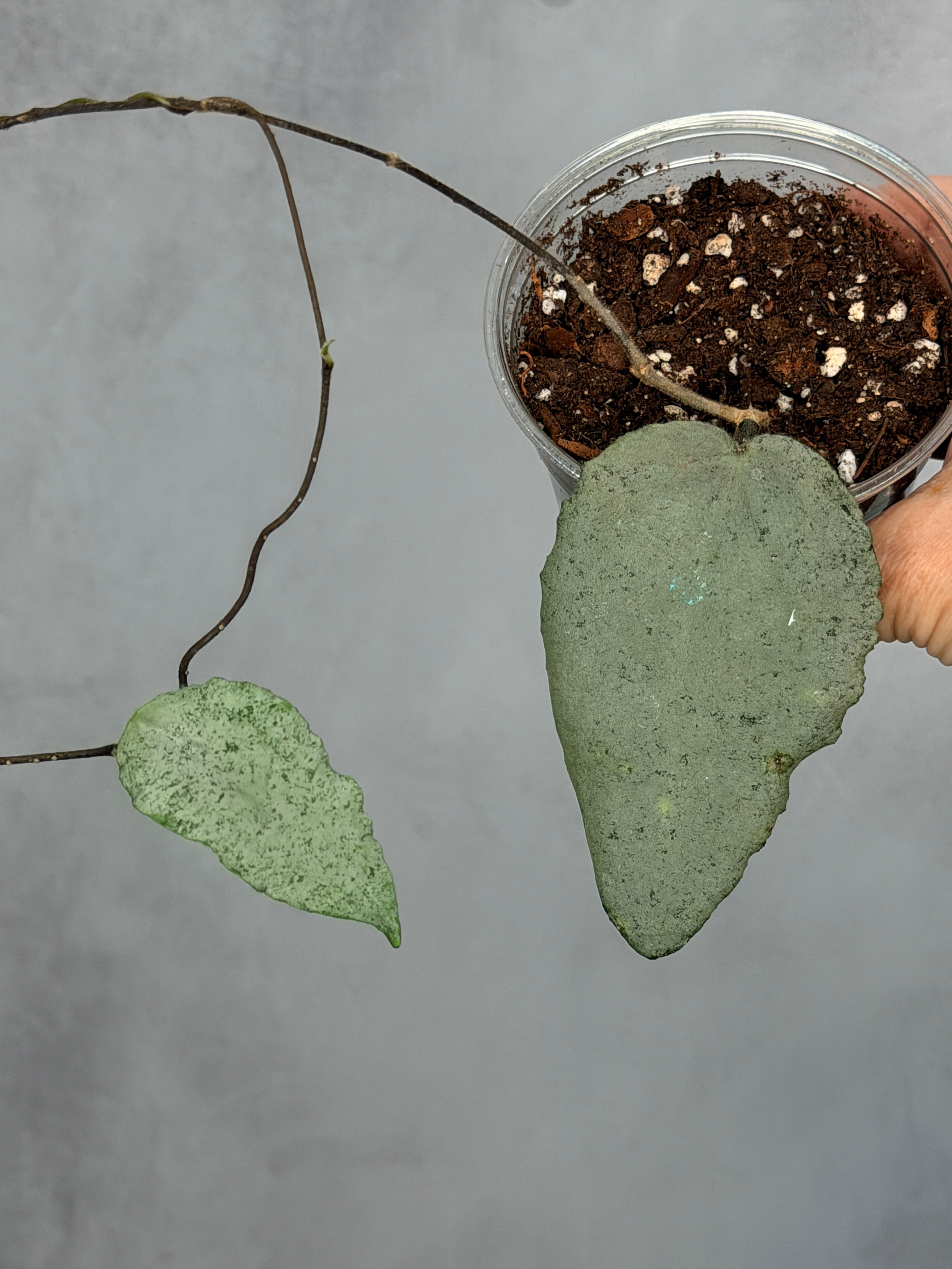 Hoya caudata 'Argene'