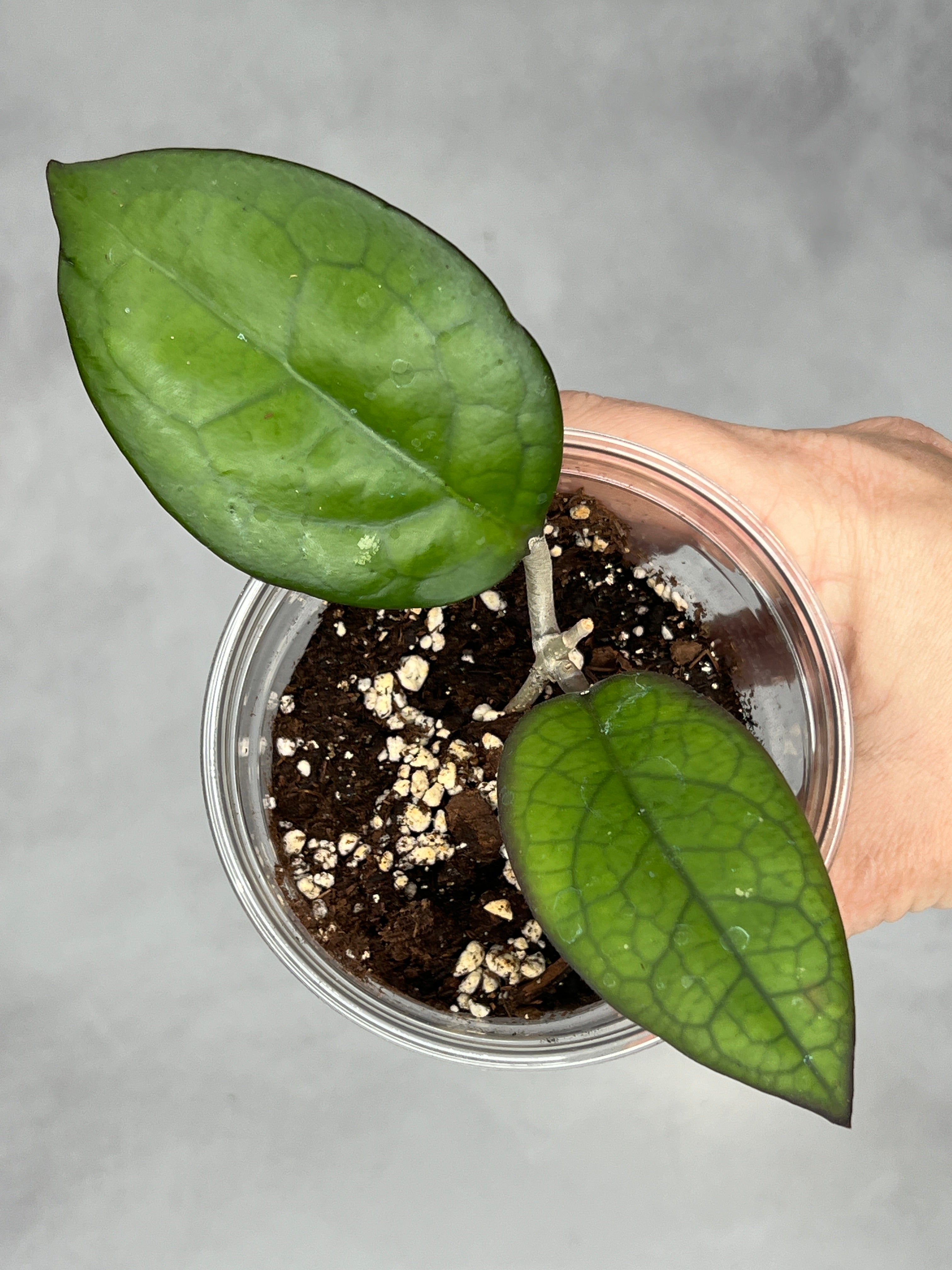 Hoya ‘Mayumi’ UPT002