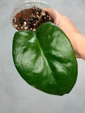 Hoya ‘Manow’