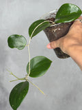 Hoya 'Genieve