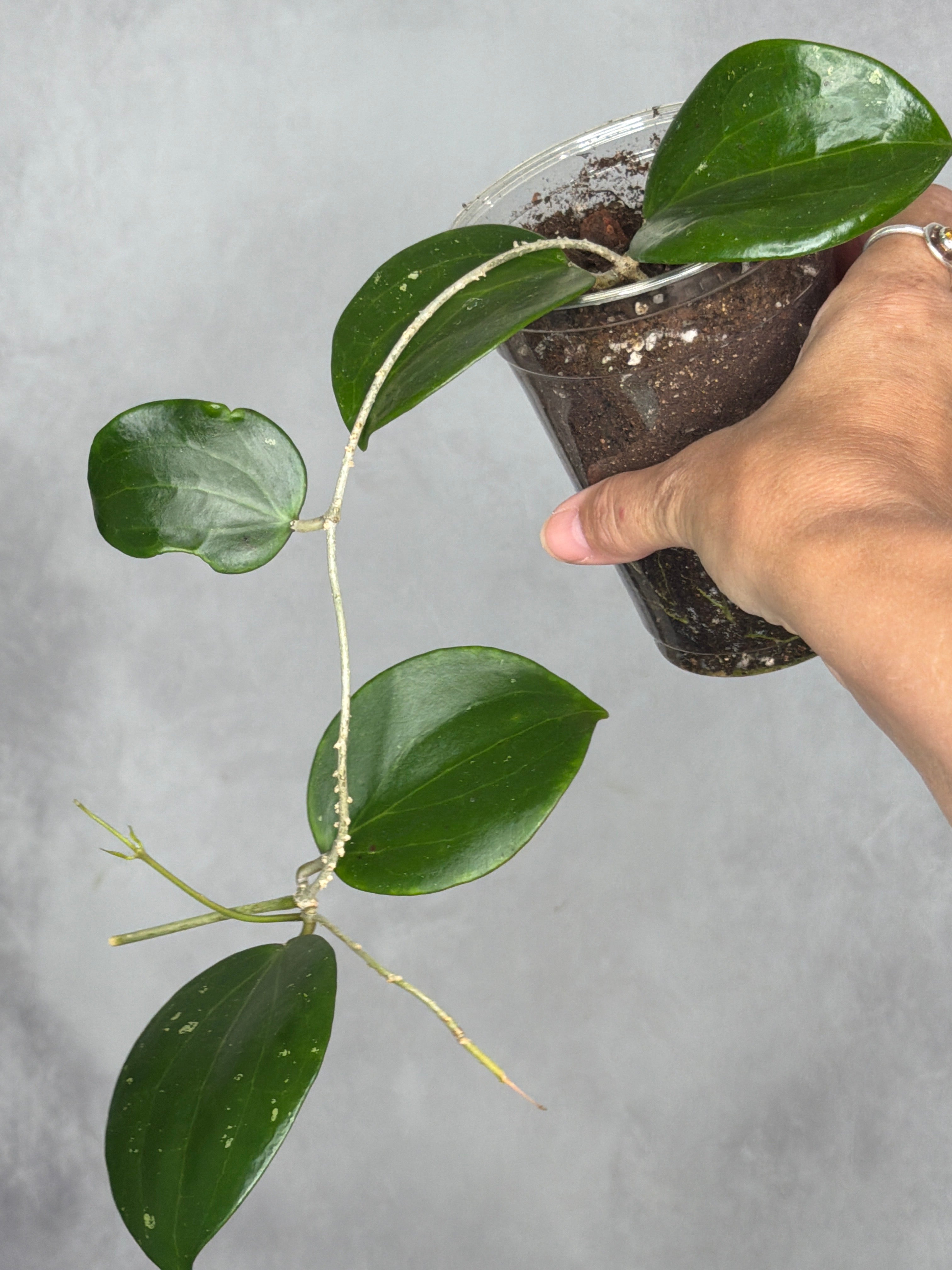 Hoya 'Genieve