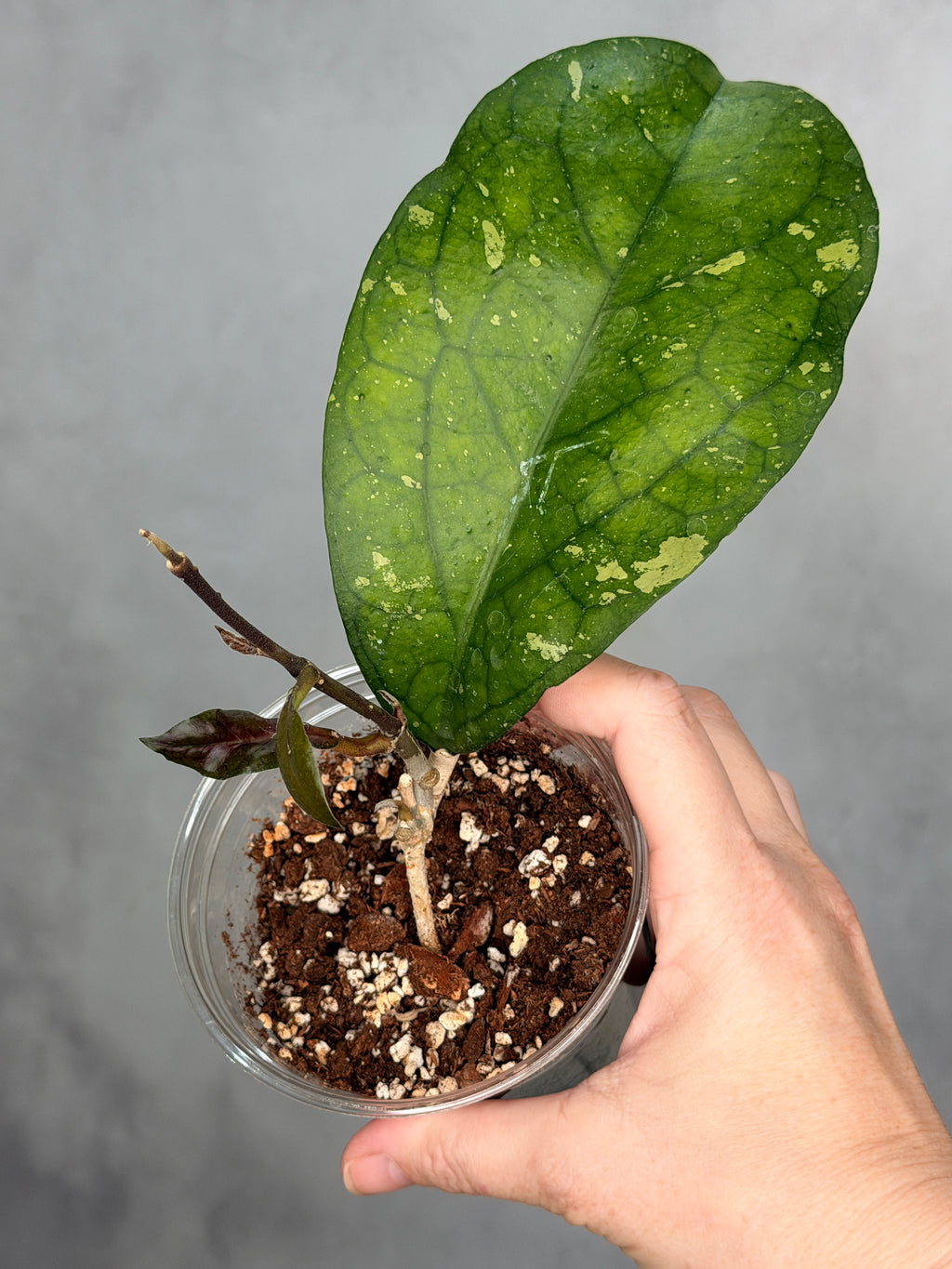 Hoya sp. AH049