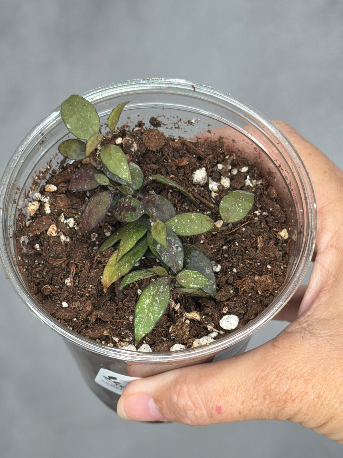 Hoya lacunosa 'Peragin Durian'