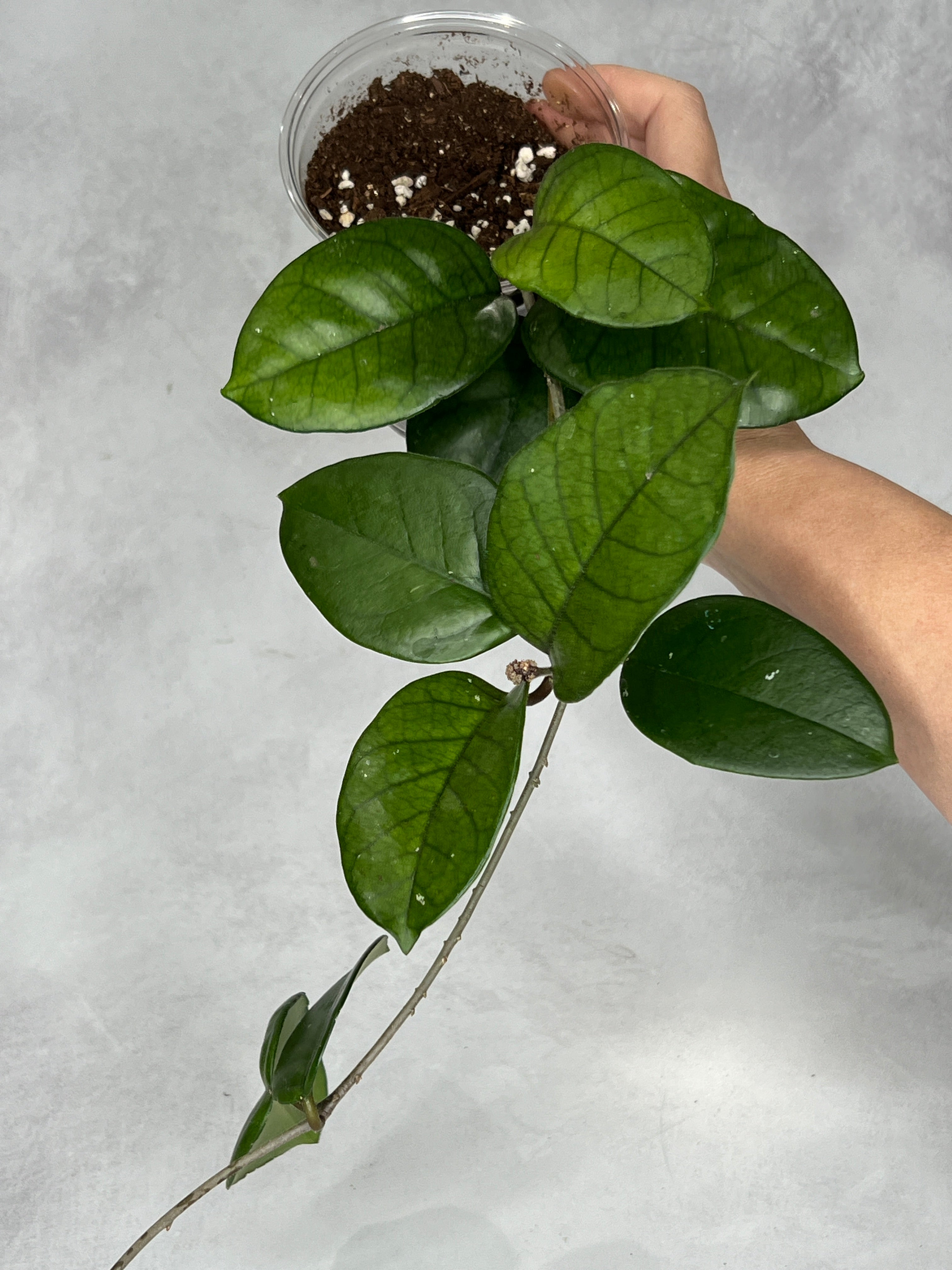 Hoya ‘Colonel Meekins’