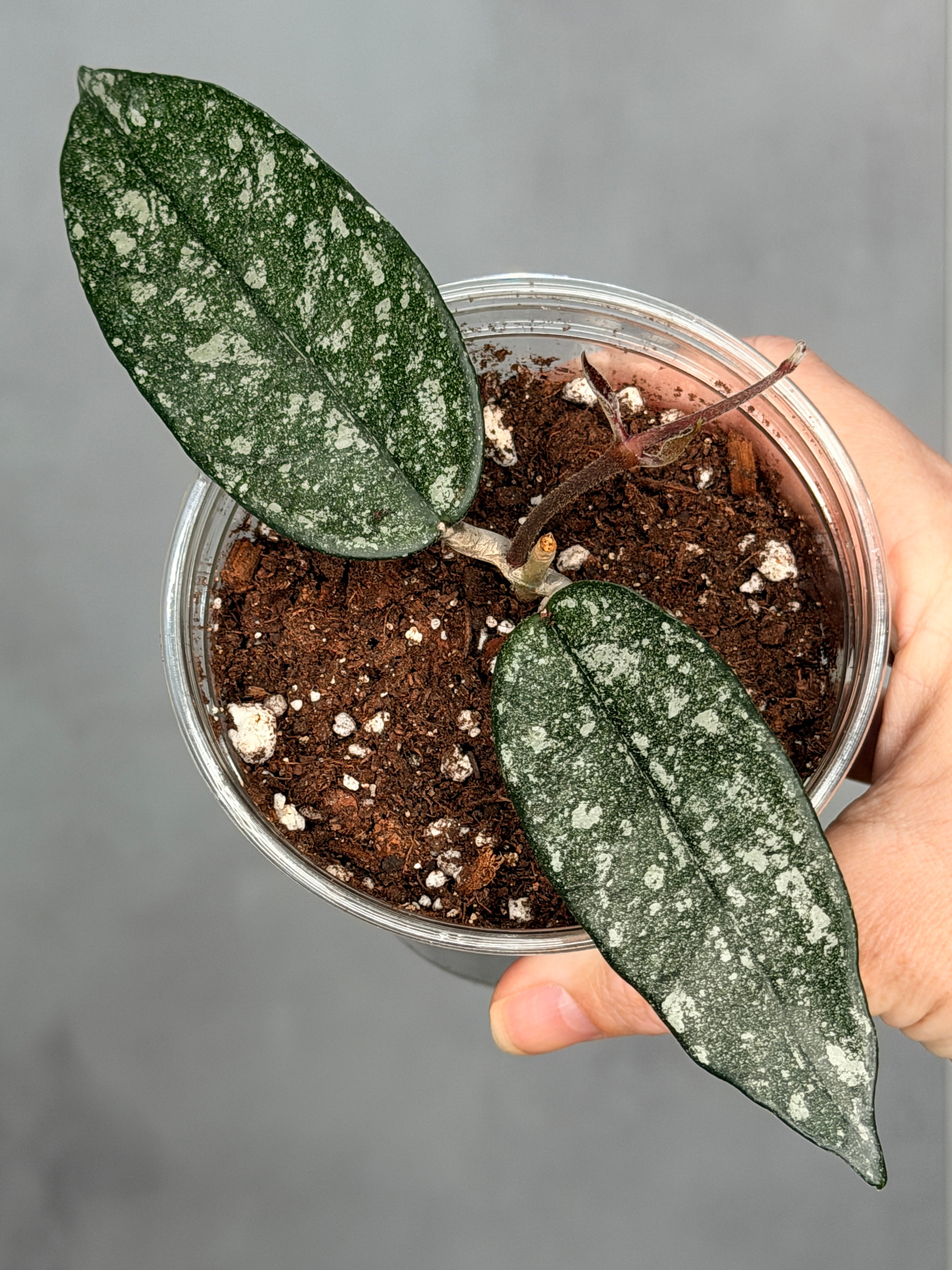 Hoya dasyantha (splash)
