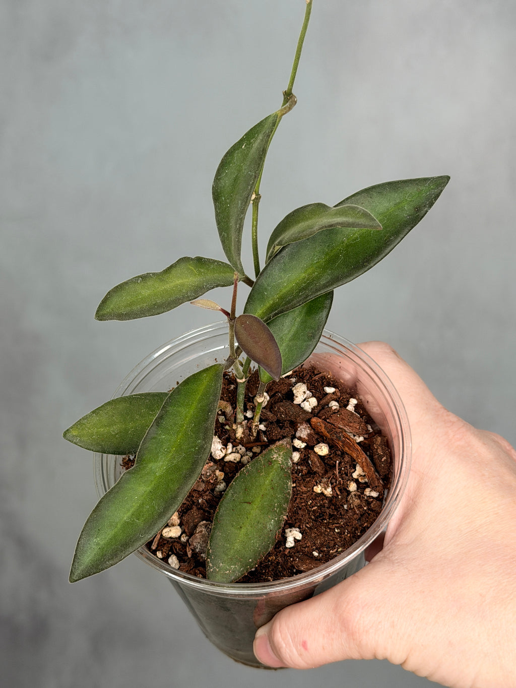Hoya anncajanoae