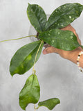 Hoya mitrata