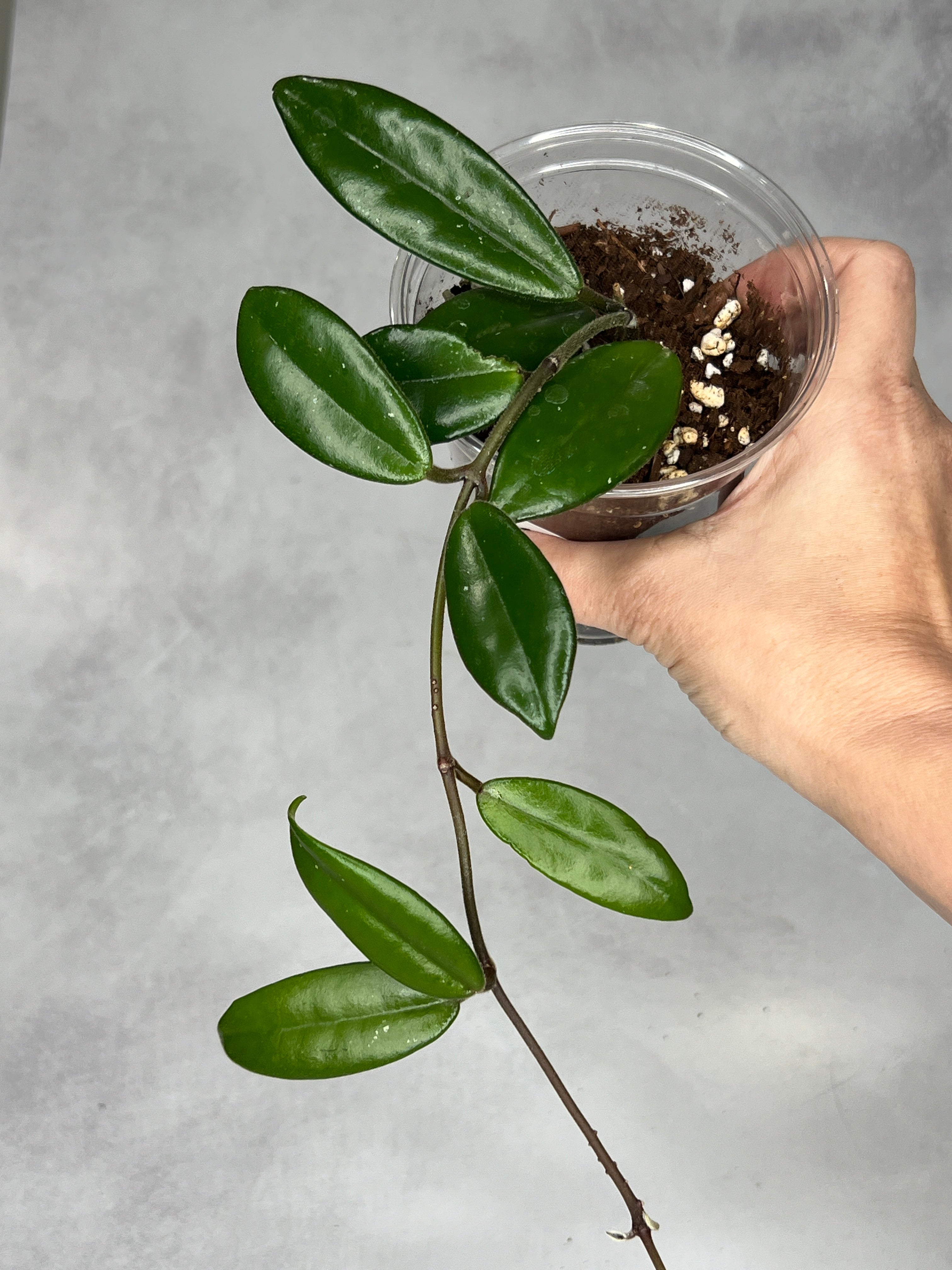 Hoya salweenica