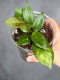 Hoya 'Sunrise'