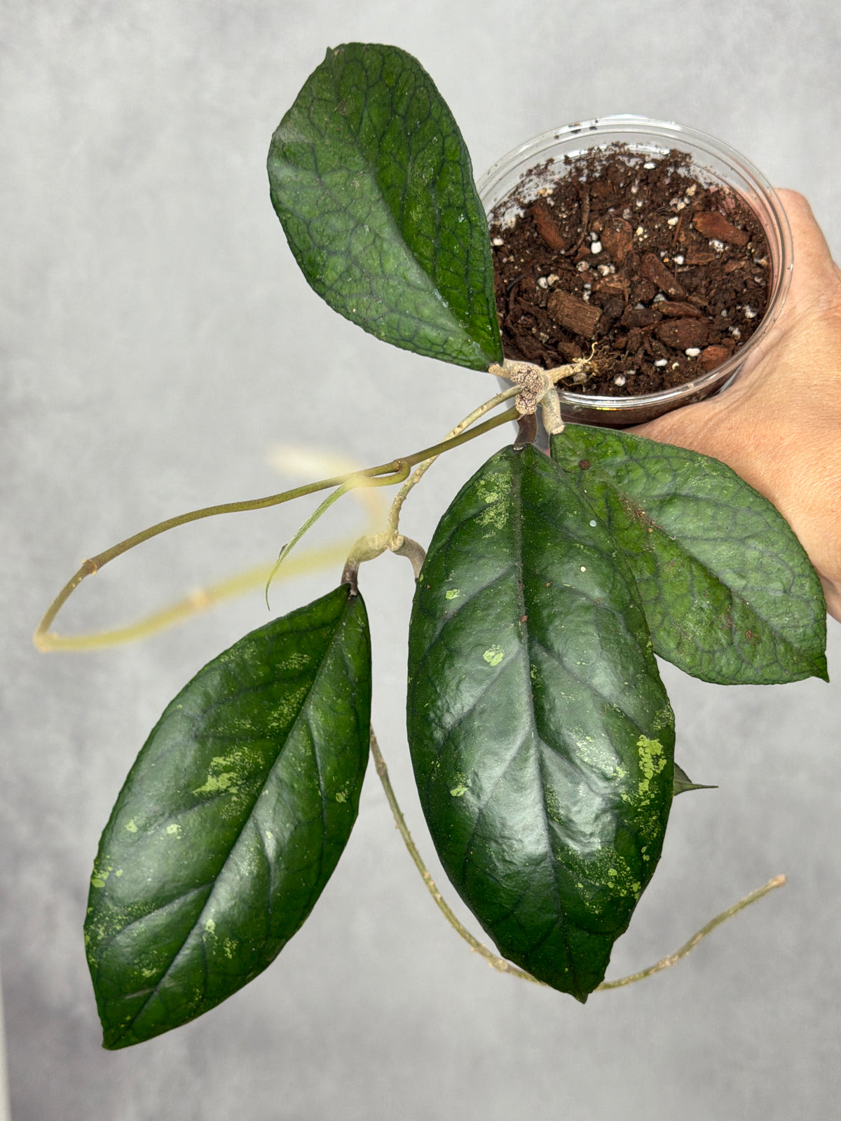 Hoya sp. Aceh