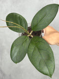 Hoya sp. RHM 24226-kp03