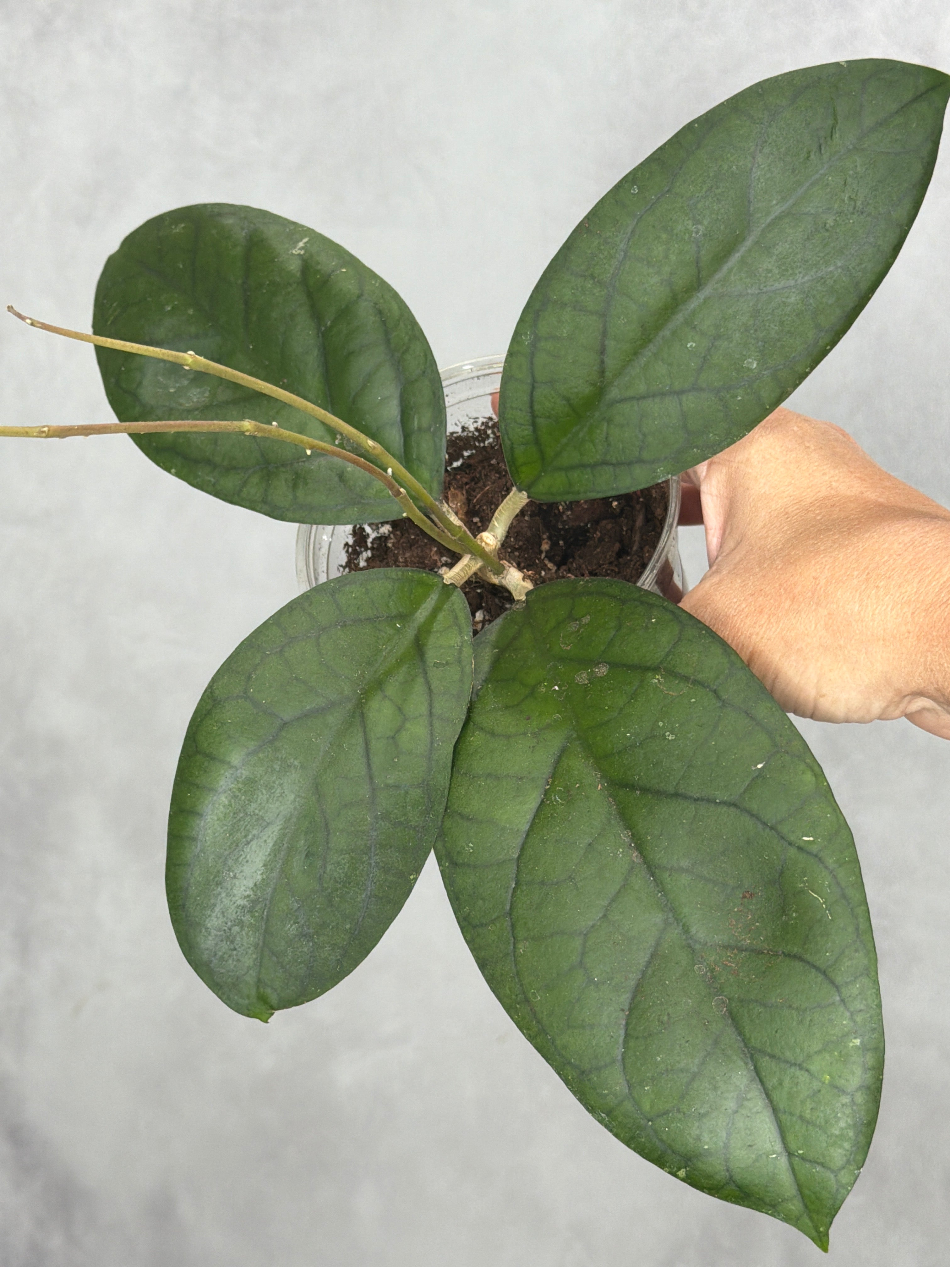 Hoya sp. RHM 24226-kp03