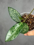 Hoya 'Rime' (splash)